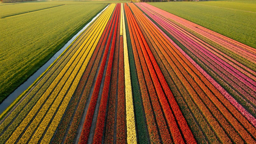 Kleurrijke rijen als beeld voor de patronen die je met Zaadstenen kunt vormen