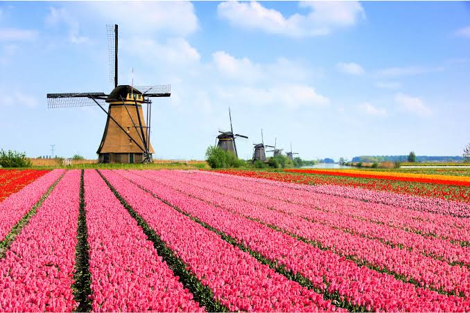 Tulpenvelden en een molen — de Nederlandse sfeer achter Bordiva